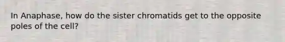 In Anaphase, how do the sister chromatids get to the opposite poles of the cell?