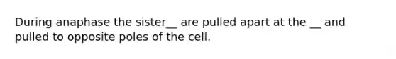 During anaphase the sister__ are pulled apart at the __ and pulled to opposite poles of the cell.