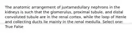 The anatomic arrangement of juxtamedullary nephrons in the kidneys is such that the glomerulus, proximal tubule, and distal convoluted tubule are in the renal cortex, while the loop of Henle and collecting ducts lie mainly in the renal medulla. Select one: True False