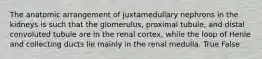 The anatomic arrangement of juxtamedullary nephrons in the kidneys is such that the glomerulus, proximal tubule, and distal convoluted tubule are in the renal cortex, while the loop of Henle and collecting ducts lie mainly in the renal medulla. True False