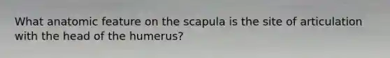 What anatomic feature on the scapula is the site of articulation with the head of the humerus?