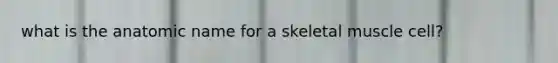 what is the anatomic name for a skeletal muscle cell?