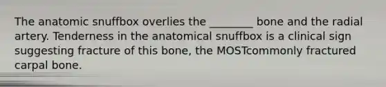 The anatomic snuffbox overlies the ________ bone and the radial artery. Tenderness in the anatomical snuffbox is a clinical sign suggesting fracture of this bone, the MOSTcommonly fractured carpal bone.