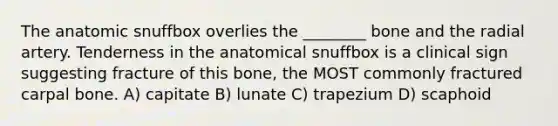 The anatomic snuffbox overlies the ________ bone and the radial artery. Tenderness in the anatomical snuffbox is a clinical sign suggesting fracture of this bone, the MOST commonly fractured carpal bone. A) capitate B) lunate C) trapezium D) scaphoid