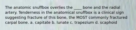 The anatomic snuffbox overlies the ____ bone and the radial artery. Tenderness in the anatomical snuffbox is a clinical sign suggesting fracture of this bone, the MOST commonly fractured carpal bone. a. capitate b. lunate c. trapezium d. scaphoid