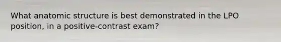 What anatomic structure is best demonstrated in the LPO position, in a positive-contrast exam?