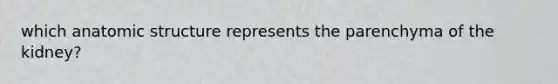 which anatomic structure represents the parenchyma of the kidney?