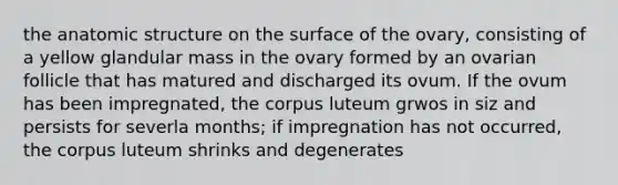 the anatomic structure on the surface of the ovary, consisting of a yellow glandular mass in the ovary formed by an ovarian follicle that has matured and discharged its ovum. If the ovum has been impregnated, the corpus luteum grwos in siz and persists for severla months; if impregnation has not occurred, the corpus luteum shrinks and degenerates