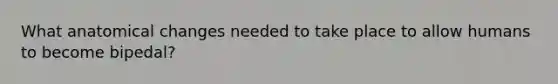 What anatomical changes needed to take place to allow humans to become bipedal?