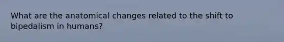 What are the anatomical changes related to the shift to bipedalism in humans?