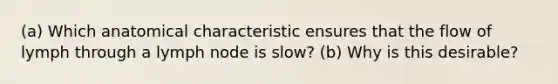 (a) Which anatomical characteristic ensures that the flow of lymph through a lymph node is slow? (b) Why is this desirable?