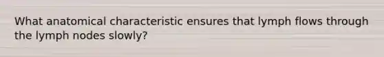 What anatomical characteristic ensures that lymph flows through the lymph nodes slowly?