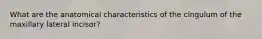 What are the anatomical characteristics of the cingulum of the maxillary lateral incisor?