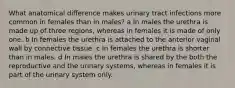 What anatomical difference makes urinary tract infections more common in females than in males? a In males the urethra is made up of three regions, whereas in females it is made of only one. b In females the urethra is attached to the anterior vaginal wall by connective tissue. c In females the urethra is shorter than in males. d In males the urethra is shared by the both the reproductive and the urinary systems, whereas in females it is part of the urinary system only.