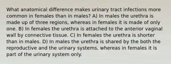 What anatomical difference makes urinary tract infections more common in females than in males? A) In males the urethra is made up of three regions, whereas in females it is made of only one. B) In females the urethra is attached to the anterior vaginal wall by <a href='https://www.questionai.com/knowledge/kYDr0DHyc8-connective-tissue' class='anchor-knowledge'>connective tissue</a>. C) In females the urethra is shorter than in males. D) In males the urethra is shared by the both the reproductive and the urinary systems, whereas in females it is part of the urinary system only.