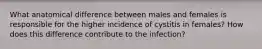What anatomical difference between males and females is responsible for the higher incidence of cystitis in females? How does this difference contribute to the infection?