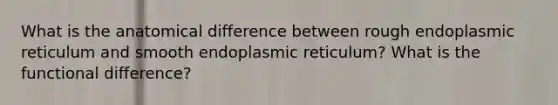 What is the anatomical difference between rough endoplasmic reticulum and smooth endoplasmic reticulum? What is the functional difference?