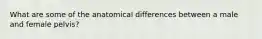 What are some of the anatomical differences between a male and female pelvis?