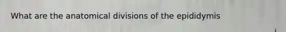 What are the anatomical divisions of the epididymis