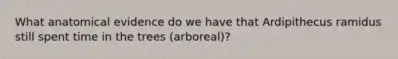 What anatomical evidence do we have that Ardipithecus ramidus still spent time in the trees (arboreal)?