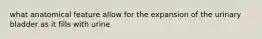 what anatomical feature allow for the expansion of the urinary bladder as it fills with urine