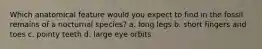 Which anatomical feature would you expect to find in the fossil remains of a nocturnal species? a. long legs b. short fingers and toes c. pointy teeth d. large eye orbits