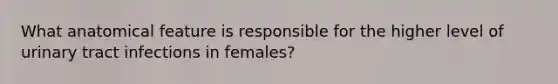 What anatomical feature is responsible for the higher level of urinary tract infections in females?