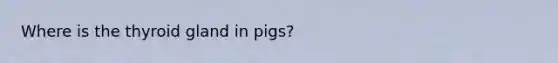 Where is the thyroid gland in pigs?