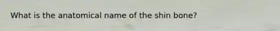 What is the anatomical name of the shin bone?