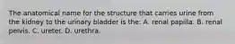 The anatomical name for the structure that carries urine from the kidney to the urinary bladder is the: A. renal papilla. B. renal pelvis. C. ureter. D. urethra.