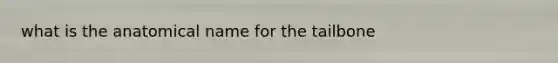 what is the anatomical name for the tailbone