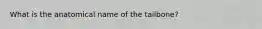 What is the anatomical name of the tailbone?