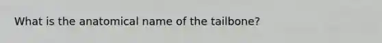 What is the anatomical name of the tailbone?