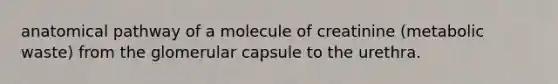 anatomical pathway of a molecule of creatinine (metabolic waste) from the glomerular capsule to the urethra.