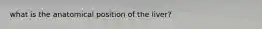 what is the anatomical position of the liver?