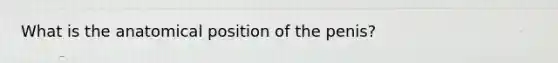 What is the anatomical position of the penis?