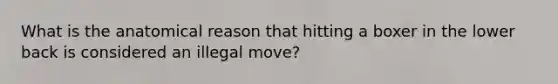 What is the anatomical reason that hitting a boxer in the lower back is considered an illegal move?