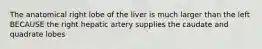 The anatomical right lobe of the liver is much larger than the left BECAUSE the right hepatic artery supplies the caudate and quadrate lobes