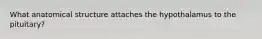 What anatomical structure attaches the hypothalamus to the pituitary?