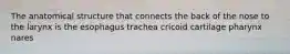 The anatomical structure that connects the back of the nose to the larynx is the esophagus trachea cricoid cartilage pharynx nares