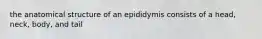 the anatomical structure of an epididymis consists of a head, neck, body, and tail