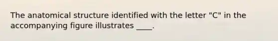 The anatomical structure identified with the letter "C" in the accompanying figure illustrates ____.