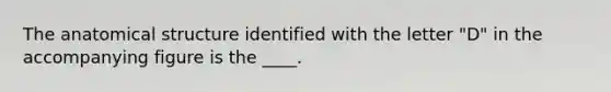 The anatomical structure identified with the letter "D" in the accompanying figure is the ____.