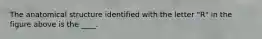 The anatomical structure identified with the letter "R" in the figure above is the ____.