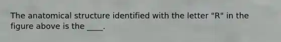 The anatomical structure identified with the letter "R" in the figure above is the ____.