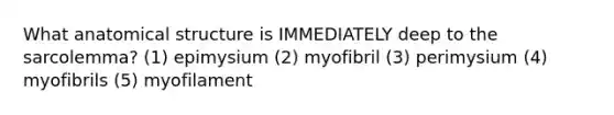 What anatomical structure is IMMEDIATELY deep to the sarcolemma? (1) epimysium (2) myofibril (3) perimysium (4) myofibrils (5) myofilament