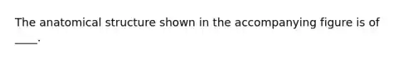 The anatomical structure shown in the accompanying figure is of ____.