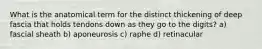 What is the anatomical term for the distinct thickening of deep fascia that holds tendons down as they go to the digits? a) fascial sheath b) aponeurosis c) raphe d) retinacular