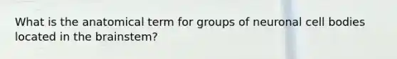 What is the anatomical term for groups of neuronal cell bodies located in the brainstem?