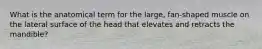 What is the anatomical term for the large, fan-shaped muscle on the lateral surface of the head that elevates and retracts the mandible?